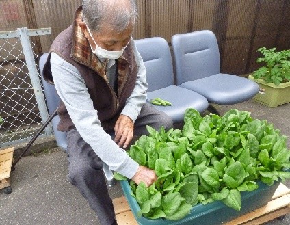 プランターで野菜作り1